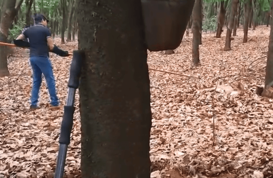 Onça-parda é encontrada ferida em área rural