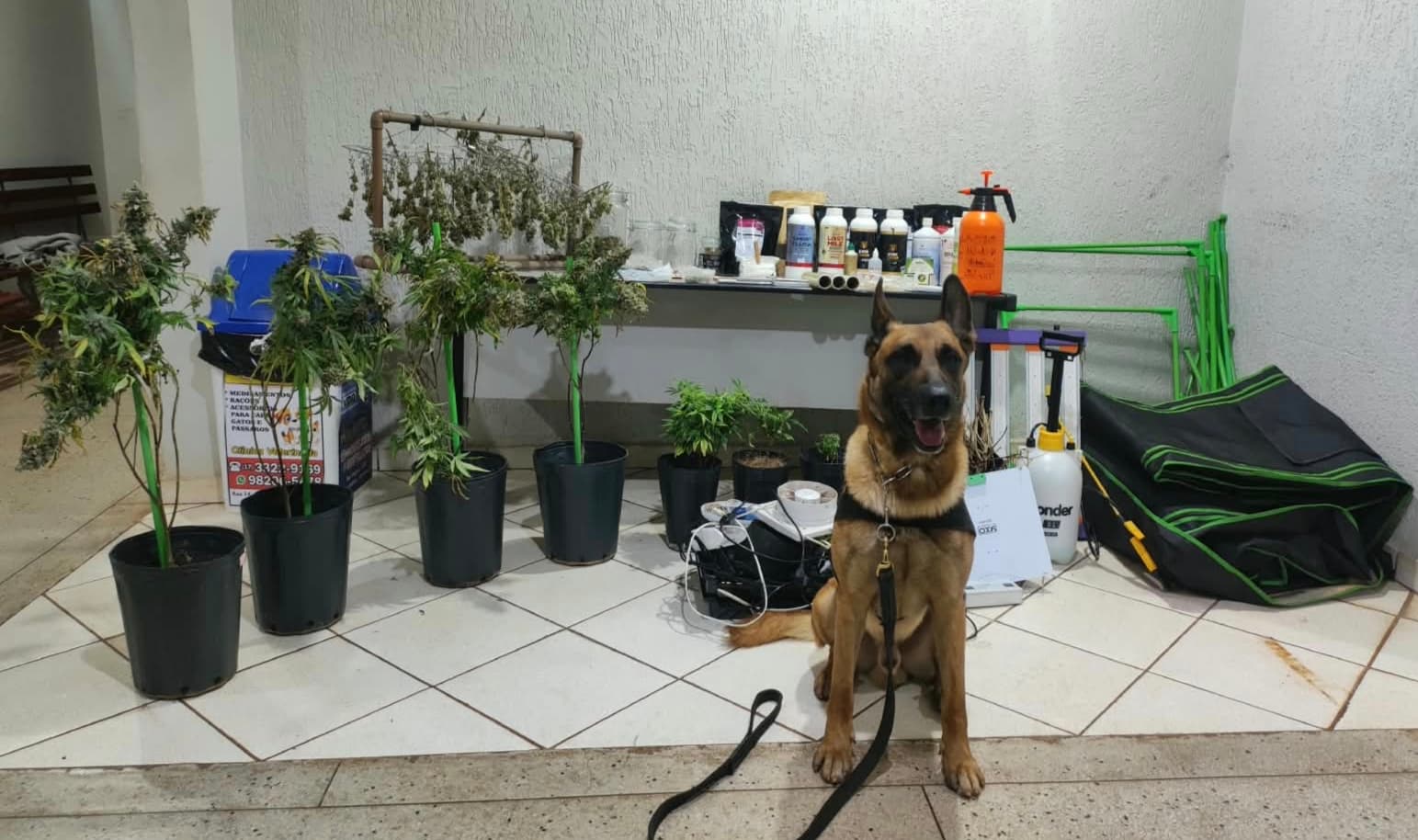 Polícia Militar encontra cultivo de maconha em residência