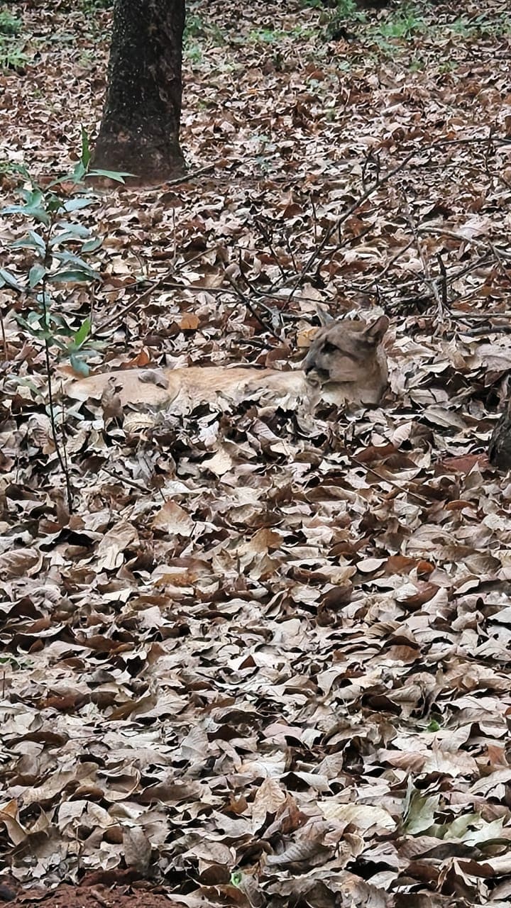 Onça-parda é encontrada ferida em área rural