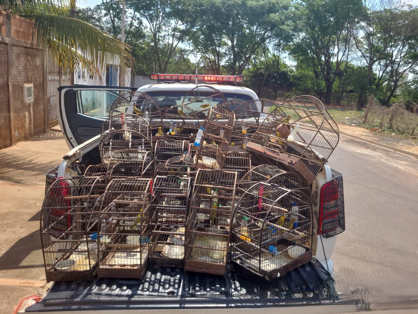 Polícia Ambiental apreende aves silvestres na região